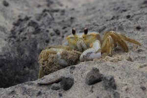 お歳暮でカニを贈る際に喜ばれるギフトのポイントは？