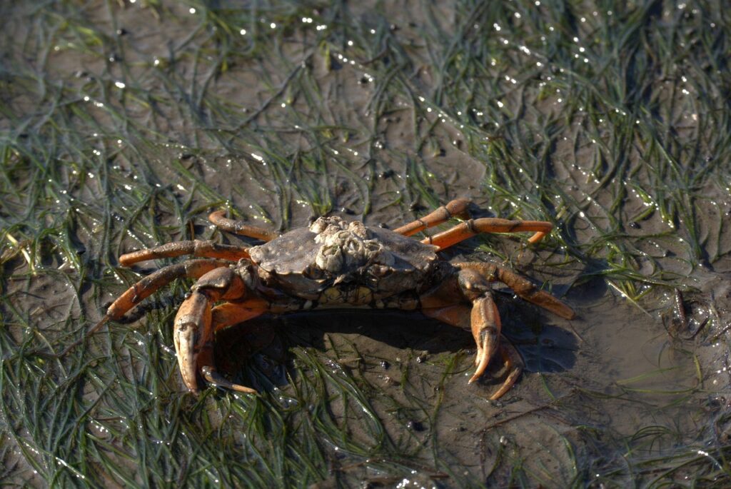 義実家へのお歳暮にぴったりなカニのおすすめは？