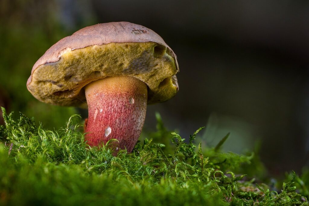 むき身のカニは本当に食べやすいのか？