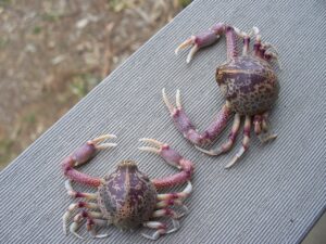 2人前のカニ通販はどれがいい？