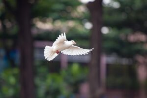 カニ通販でハズレなしの商品を見つけるための比較ポイントは？