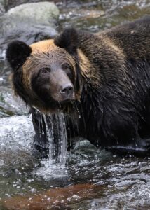 北海道のカニ通販は本当におすすめ？口コミを徹底調査！