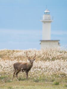 北海道のカニ通販は評判通りに美味しいのか？