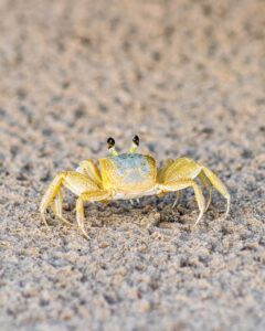 お歳暮のカニ通販は本当におすすめ？体験談から知る選び方と注意点！