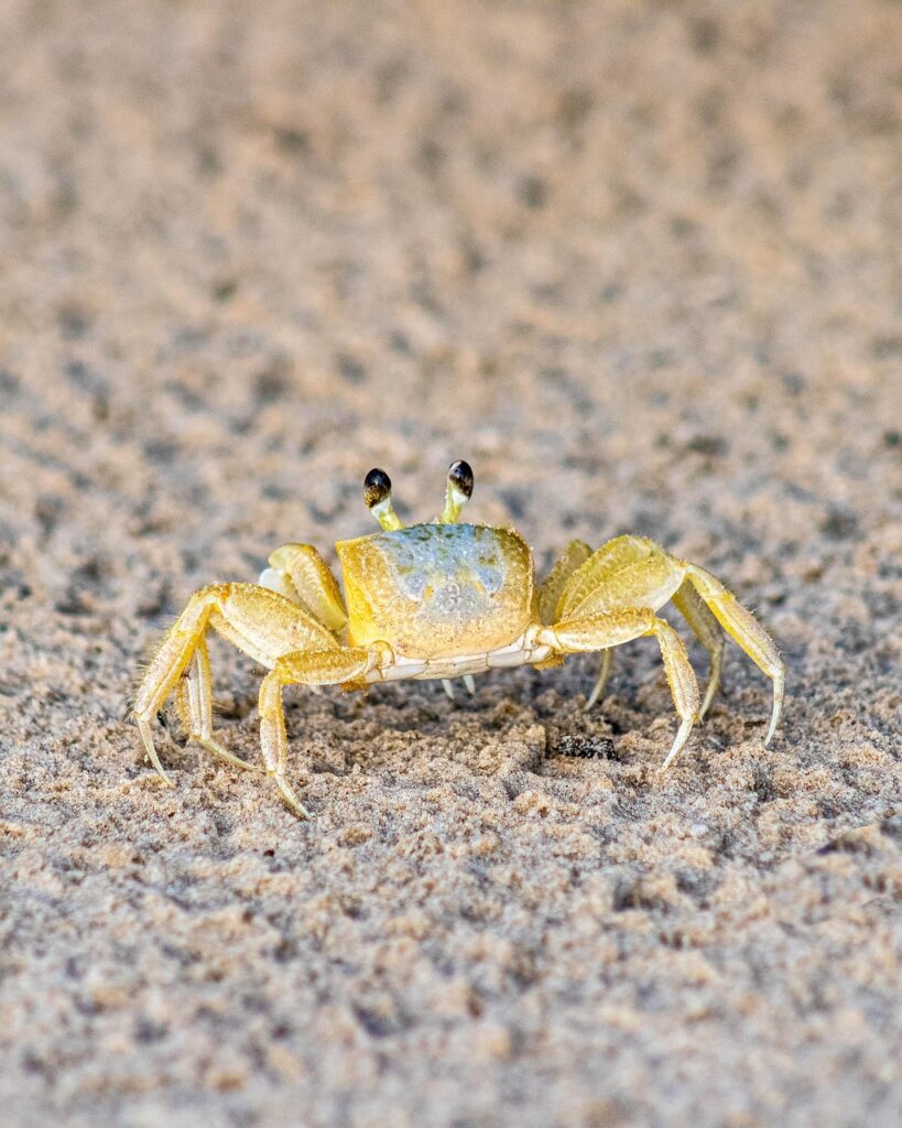 お歳暮のカニ通販は本当におすすめ？体験談から知る選び方と注意点！