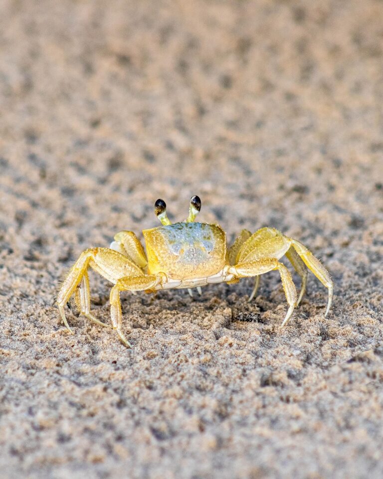 人気のカニ通販、評判は本当に良いの？