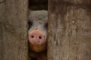 年末年始に食べたいごちそうカニの口コミはどれが一番おすすめ？