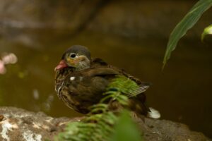 年末年始のごちそう、カニの種類を比較して失敗しない選び方は？
