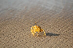 カニの通販はどれがおすすめ？
